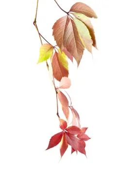 Grape leaves Stock Photos