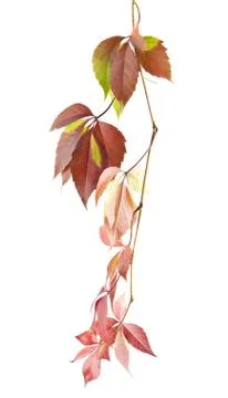 Grape leaves Stock Photos