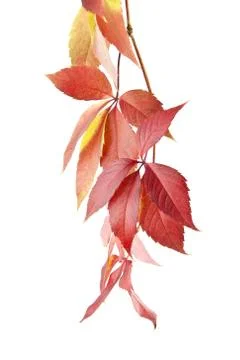 Grape leaves Stock Photos