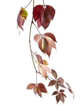 Grape leaves Stock Photos