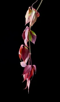 Grape leaves Stock Photos