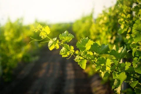Grape leaves Stock Photos