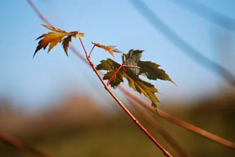 Grape leaves Stock Photos