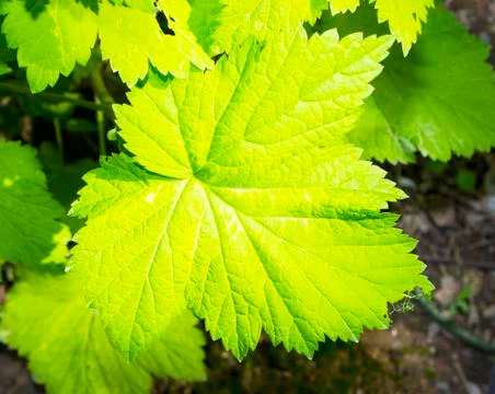 Grape leaves Stock Photos