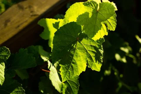 Grape leaves Stock Photos
