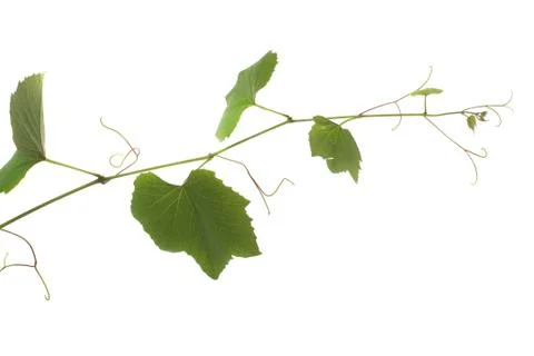 Grape leaves Stock Photos