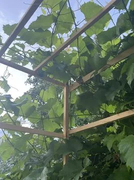 Grape leaves Stock Photos