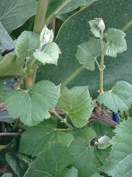 Grape leaves Stock Photos