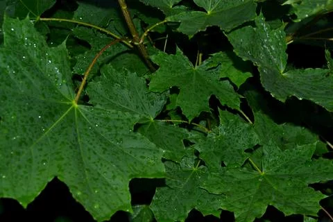 Grape leaves Stock Photos