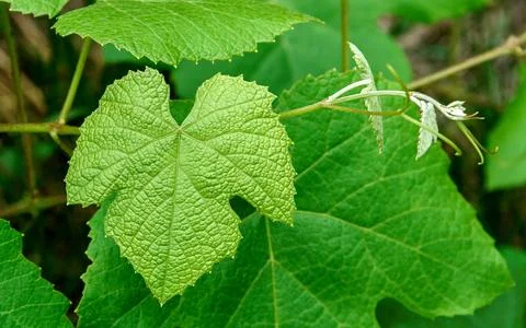 Grape leaves Stock Photos