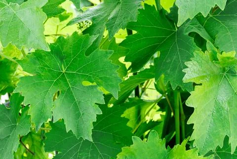 Grape leaves Stock Photos