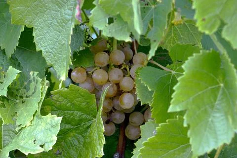 Grape in the leaves Stock-Fotos