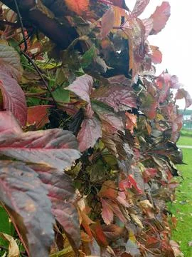 Grape leaves Stock Photos