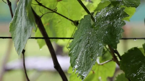 Grape leaves in the rain Видео 40382263