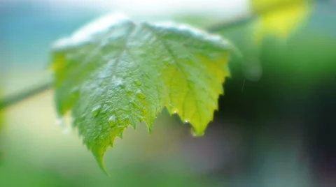 Grape Leaves In The Rain Stock Footage 41346881