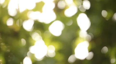 Grape leaves in the rain Stock Footage 54598727