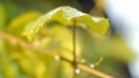 Grape leaves in the rain Stock Footage 93888484