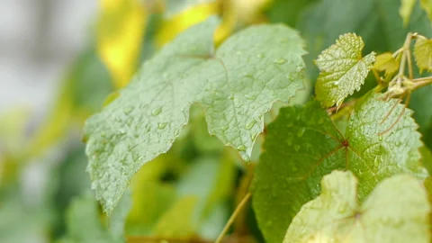 Grape leaves in the rain. Stock Footage 93888548