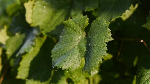 Grape leaves in the rain Stock Footage 93888833