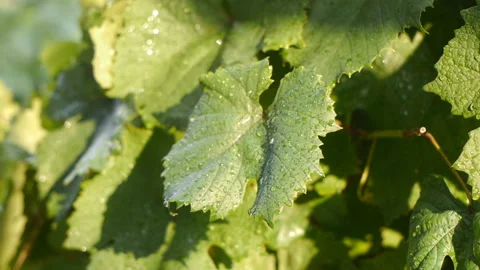 Grape leaves in the rain Stock Footage 93888892