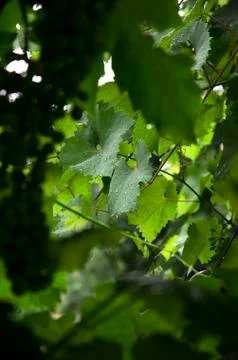 Grape leaves, rain. Stock Photos