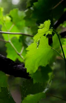 Grape leaves, rain. Stock Photos