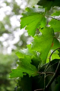 Grape leaves, rain. Stock Photos