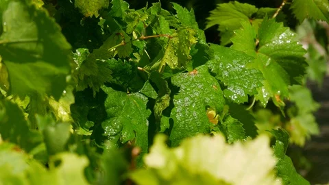 Grape leaves shine nice after summer rain Stock-Footage 104015765