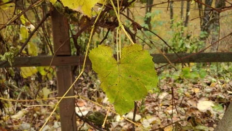Grape leaves slowly flutter in the wind Video stock 319857428