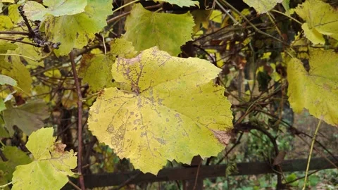 Grape leaves slowly video flutter in the wind Stock Footage 319857407