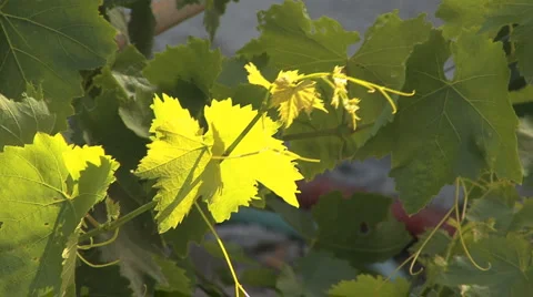 Grape leaves in sun Stock Footage 3866910