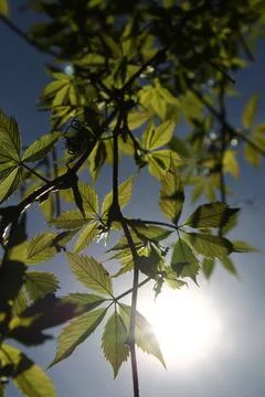 Grape leaves in the sun Stock Photos