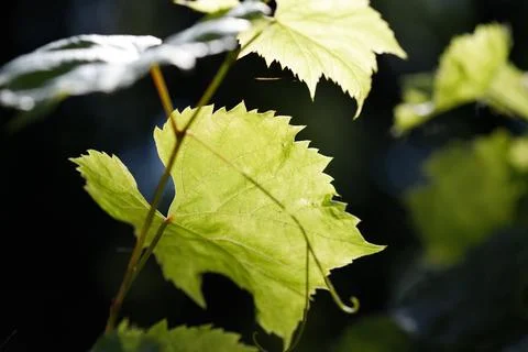 Grape Leaves in Sunlight Close-Up Stock Photos