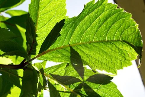 Grape leaves on Sunlight Stock Photos