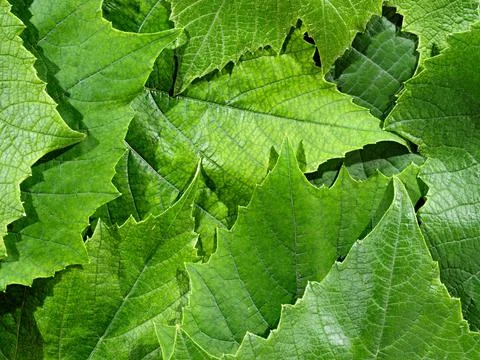 Grape leaves texture closeup as background Stock Photos