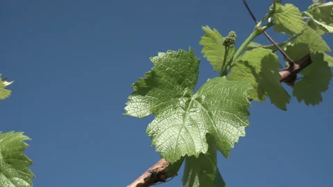 Grape leaves tremble in the wind 4K Stock Footage 89651531