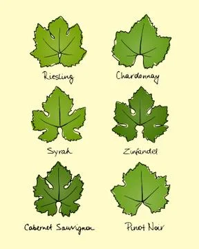 Grape leaves types Stock Illustration