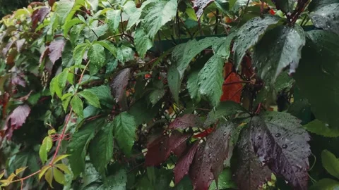 Grape leaves under the rain. Autumn rainy season. Video stock 161152011