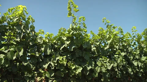 Grape Leaves On The Vine Video stock 35832386