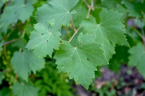 Grape leaves on vine Stock Photos