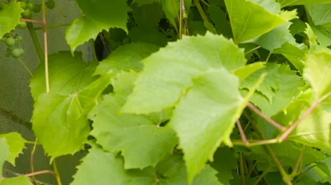 Grape Leaves, vine, vineyard Stock Footage 65486858