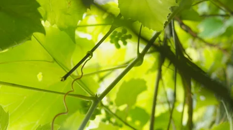 Grape Leaves, vine, vineyard Stock Footage 65487461