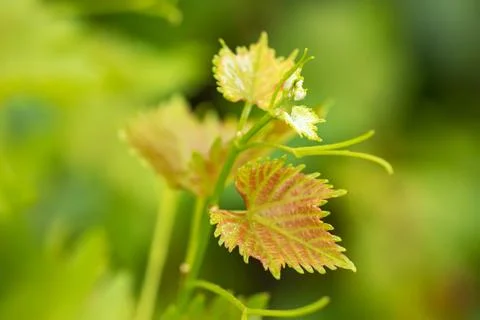Grape leaves in vineyard background close up 写真素材