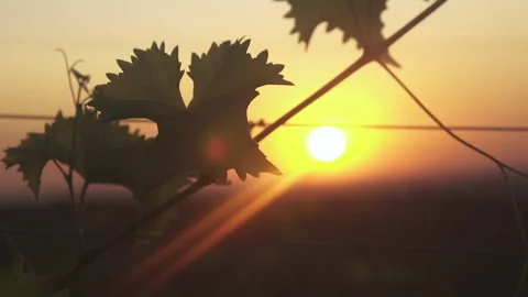 Grape leaves of a vineyard on the background of dawn and sunset. Bright sunlight Stock Footage 153861528