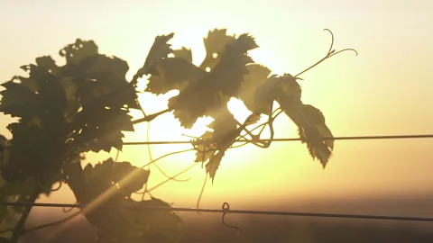 Grape leaves of a vineyard on the background of dawn and sunset. Bright sunlight Stock-Footage 153861723