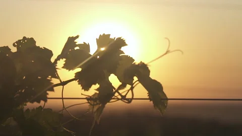 Grape leaves of a vineyard on the background of dawn and sunset. Slow motion. Stock Footage 153861741