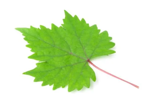 Grape leaves on white background Stock Photos