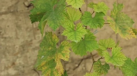 Grape leaves in the wind Stock Footage 41422517