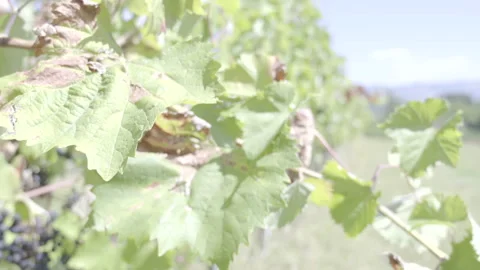 Grape leaves in the wind Stock Footage 164746272
