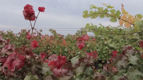 Grape-less vines Stock Footage 77053344